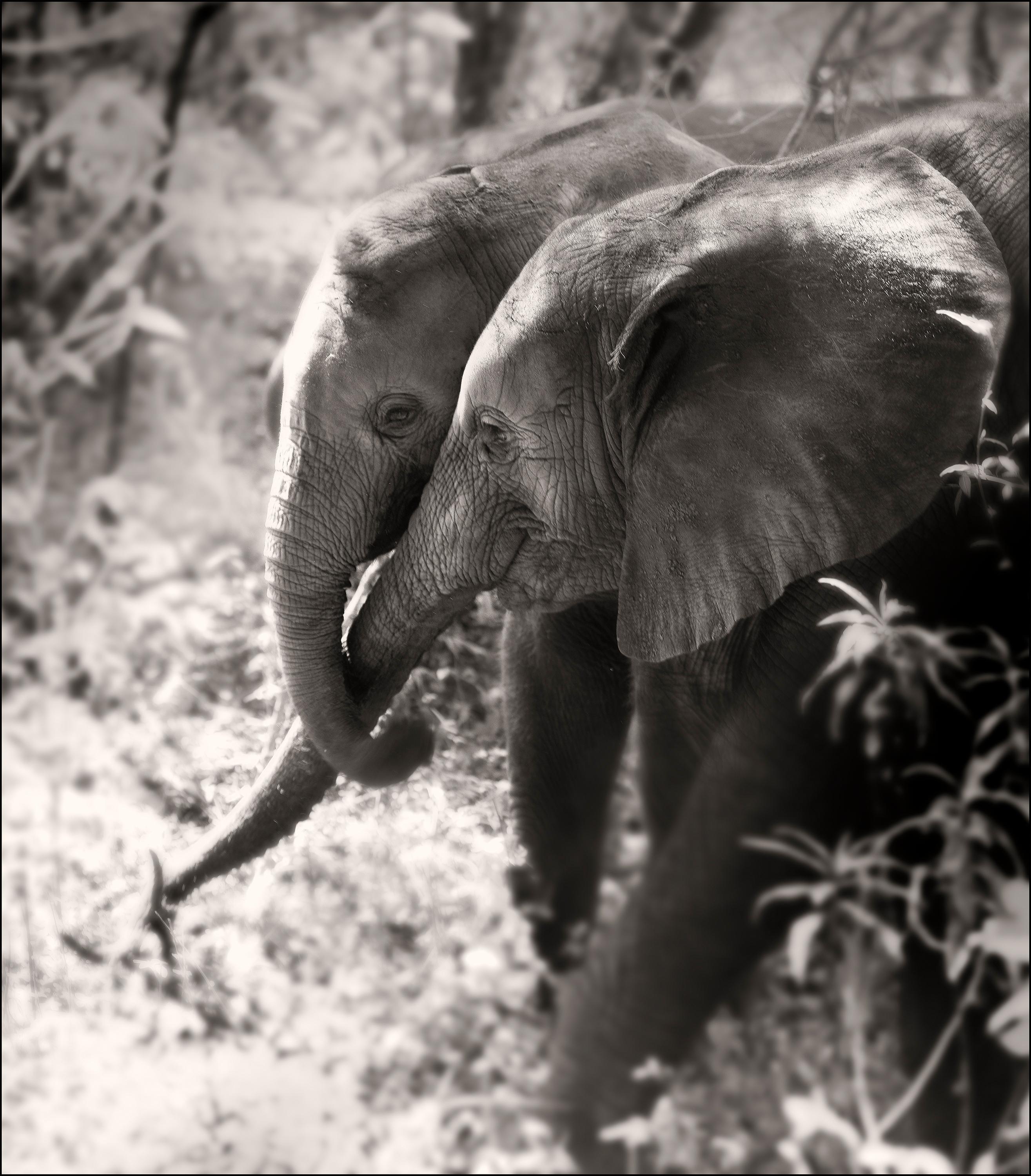 Joachim Schmeisser Black and White Photograph - Soulmates II, Kenya, elephant, animal, wildlife, black and white photography