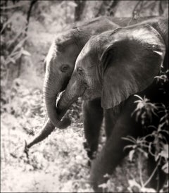 Soulmates II, Kenia, Elefant, Tier, Wildtiere, Schwarz-Weiß-Fotografie