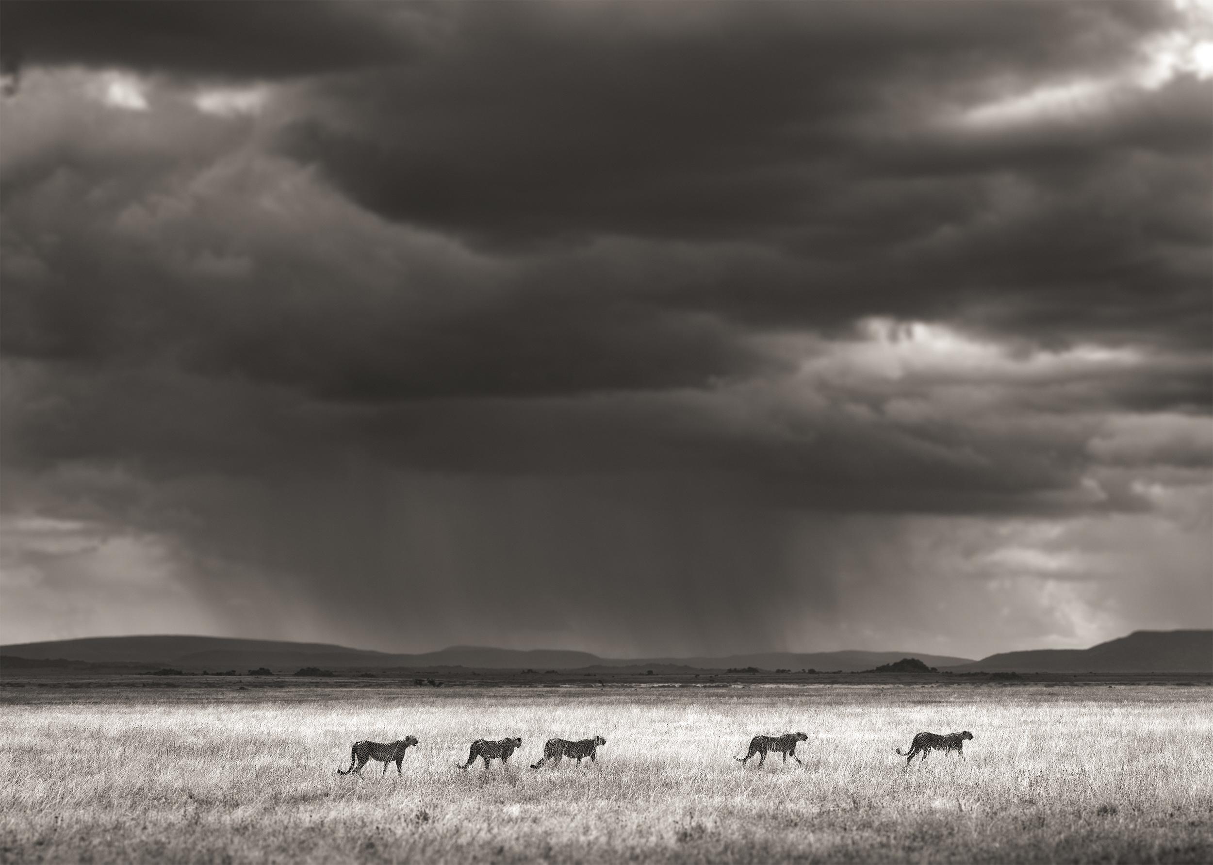 Joachim Schmeisser Black and White Photograph – Stormhunters, Contemporary, Wildlife, Schwarz-Weiß-Fotografie, Löwe