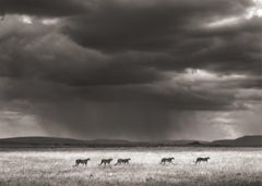 Cazadores de tormentas, contemporáneo, vida salvaje, fotografía en blanco y negro, León