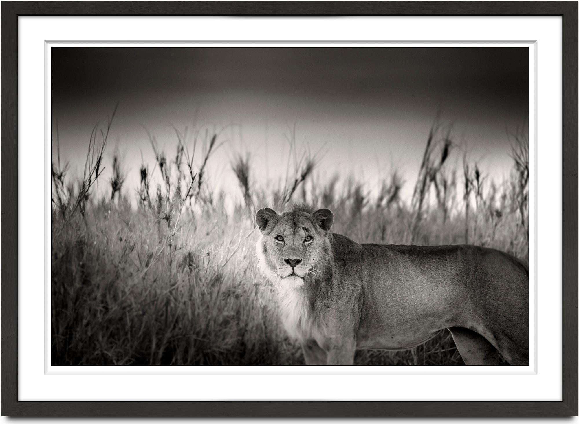 Successor, africa, Lion, animal, wildlife, black and white photography - Photograph by Joachim Schmeisser