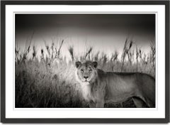 Successor, africa, Lion, animal, wildlife, black and white photography