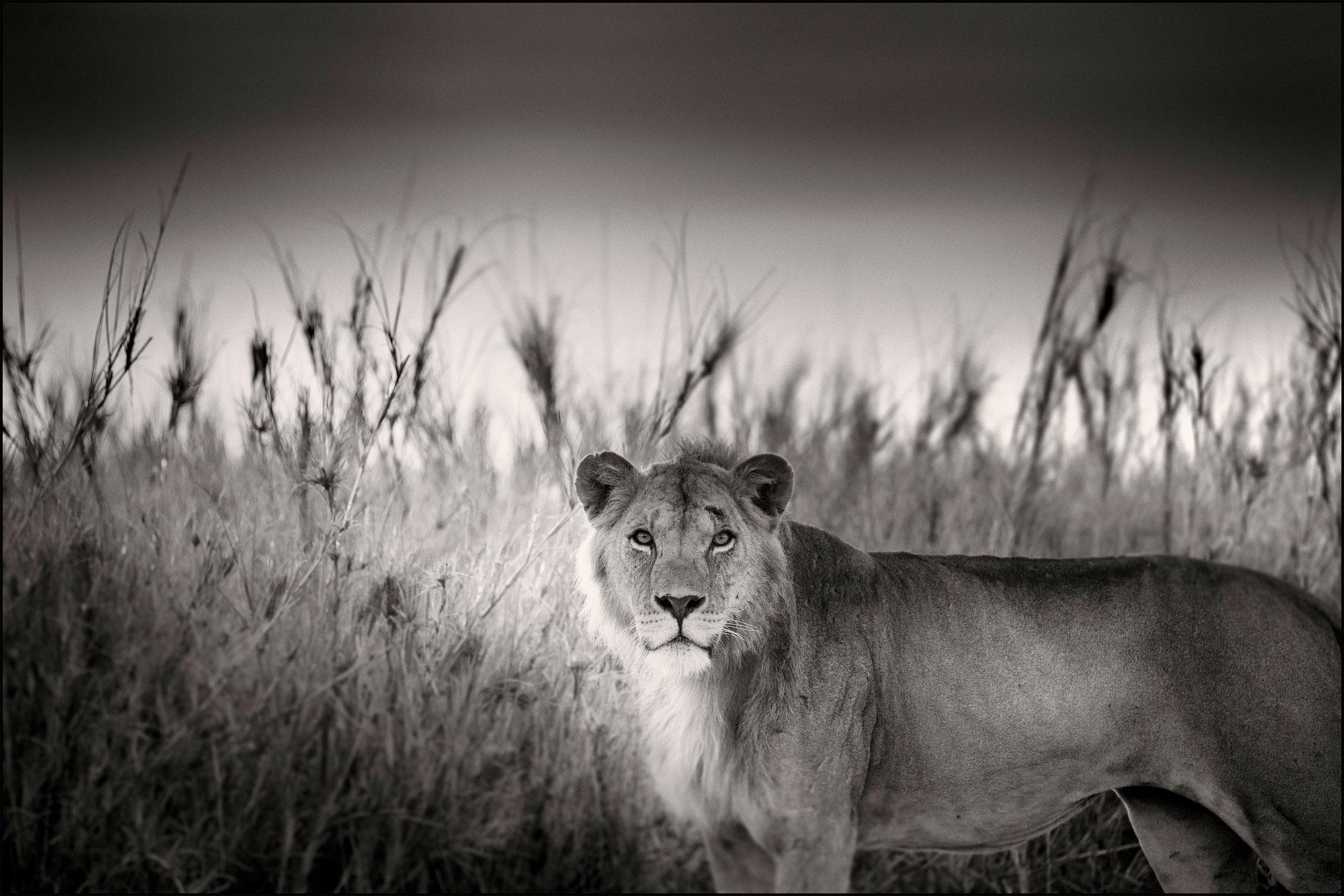 Black and White Photograph Joachim Schmeisser - Successor, Afrique, lion, animal, faune, photographie en noir et blanc