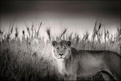 Successor, Afrique, lion, animal, faune, photographie en noir et blanc