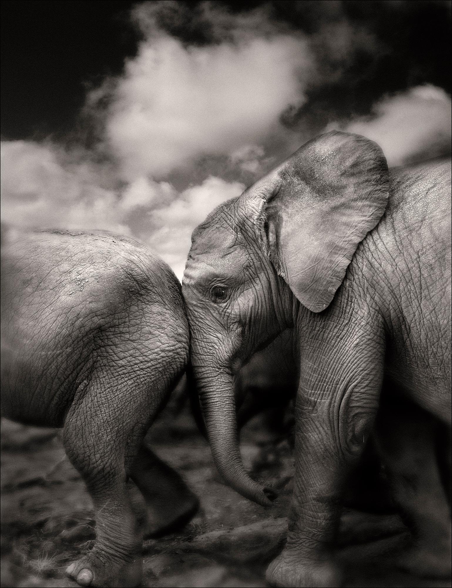 Joachim Schmeisser Black and White Photograph - Suguta, Kenya, Elephant, black and white photography, wildlife