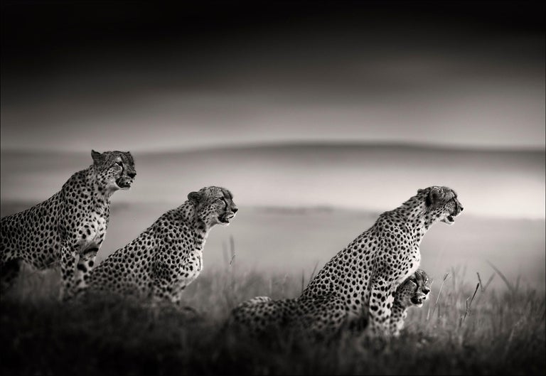 Joachim Schmeisser Portrait Photograph - Tano Bora, Cheetah, blackandhwite photography, Africa, Portrait, Wildlife