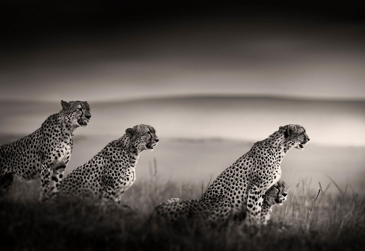 Joachim Schmeisser Portrait Photograph – Tano Bora, Cheetah-Fotografie, Schwarz- und Hwite-Fotografie, Afrika, Porträt, Tierwelt