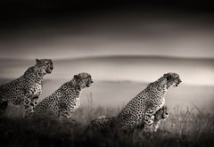 Tano Bora, Cheetah, black and hwite photography, Africa, Portrait, Wildlife