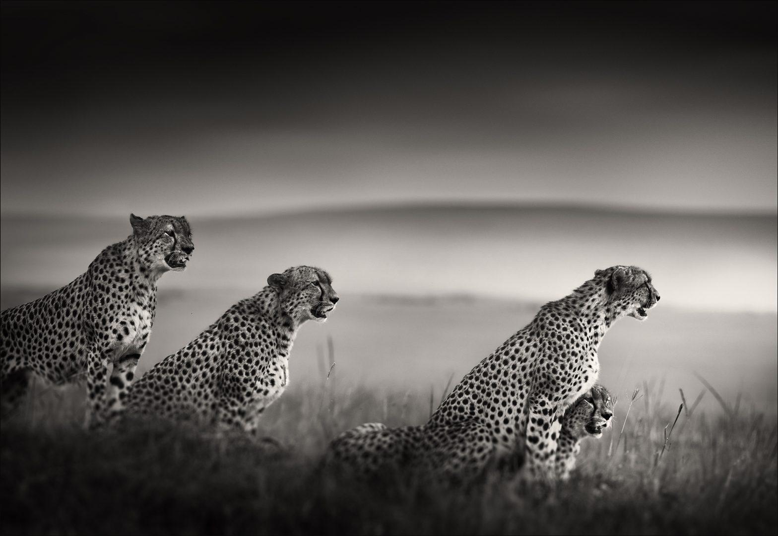 Joachim Schmeisser Still-Life Photograph - Tano Bora - Leopards sitting in grass 