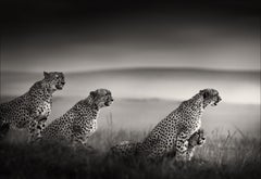 Tano Bora - Leopards sitting in grass 
