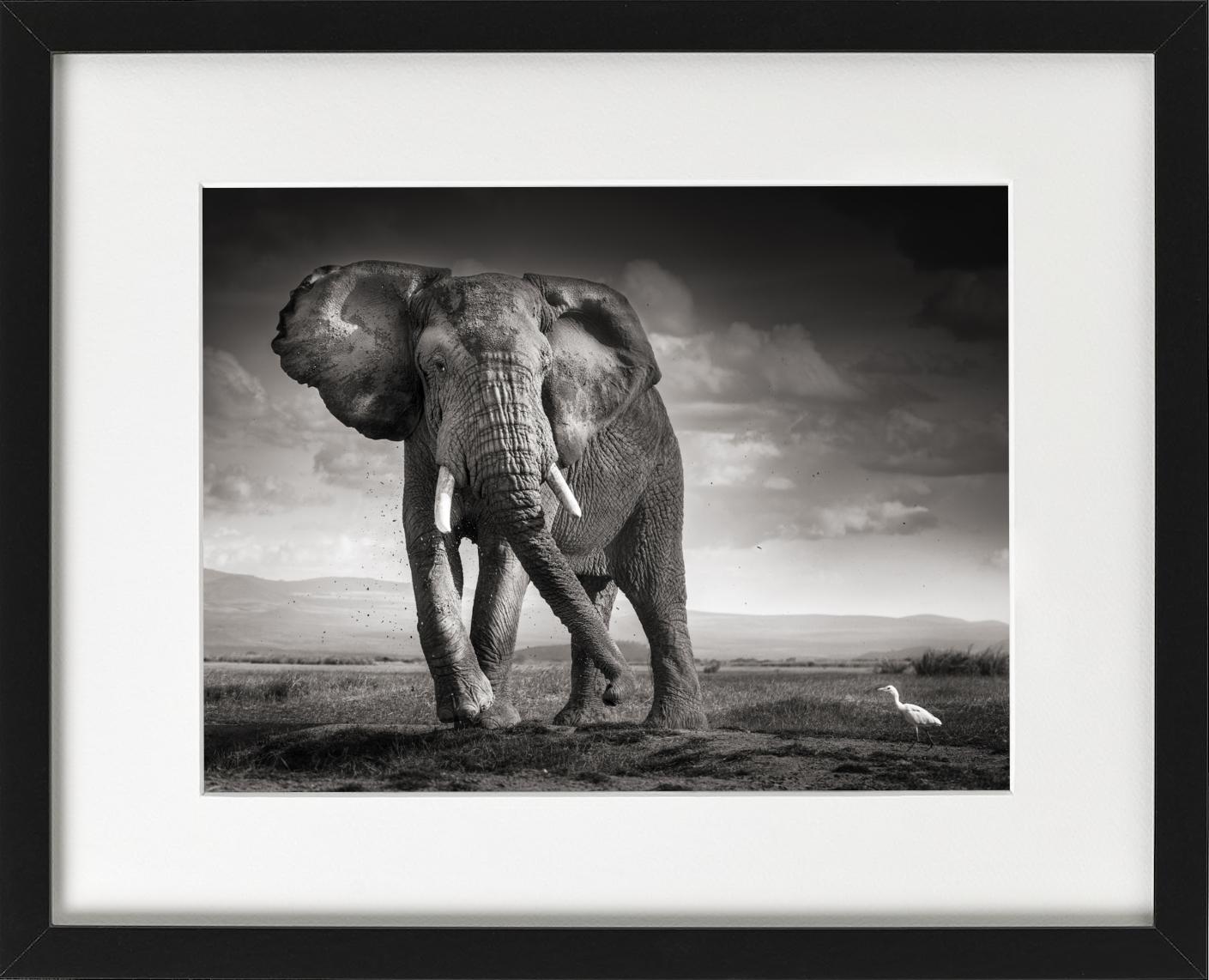 The Bull and the Bird - elephant in the desert, fine art photography, 2017 - Contemporary Photograph by Joachim Schmeisser