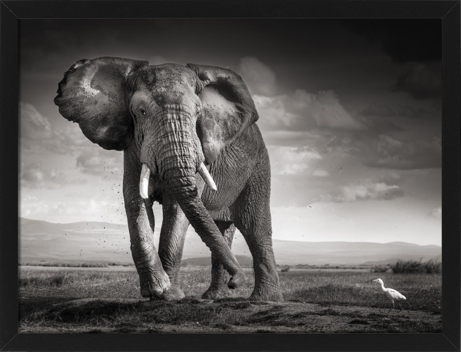 All prints are limited edition. Available in multiple sizes. High-end framing on request.

All prints are done and signed by the artist. The collector receives an additional certificate of authenticity from the gallery.

Elephants are the biggest