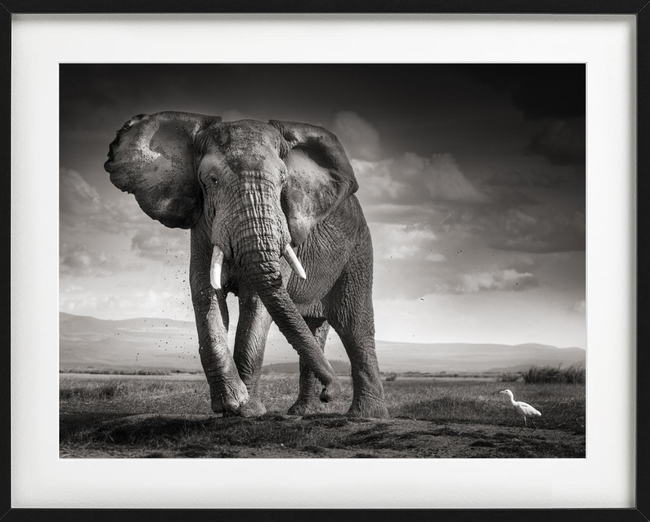 Der Stier und der Vogel – Elefant in der Wüste – Kunstfotografie, 2017 im Angebot 1