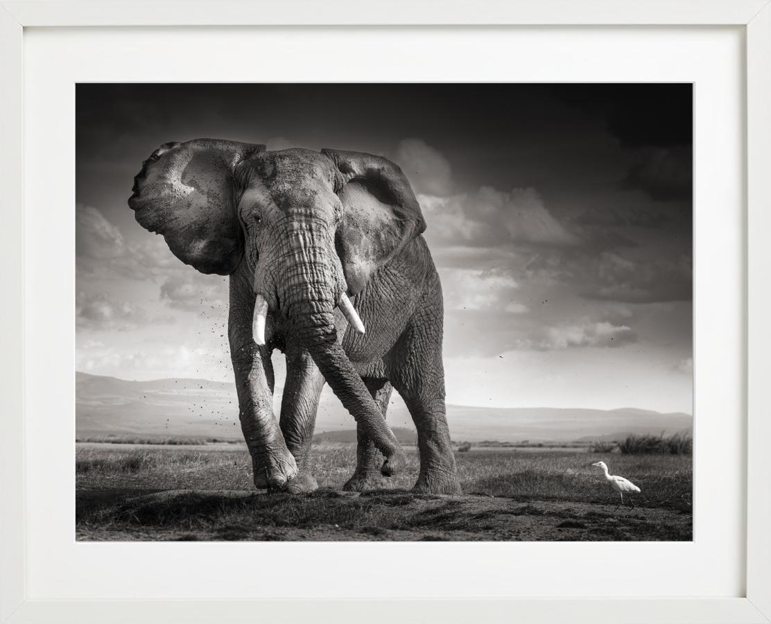 Der Stier und der Vogel – Elefant in der Wüste – Kunstfotografie, 2017 im Angebot 2