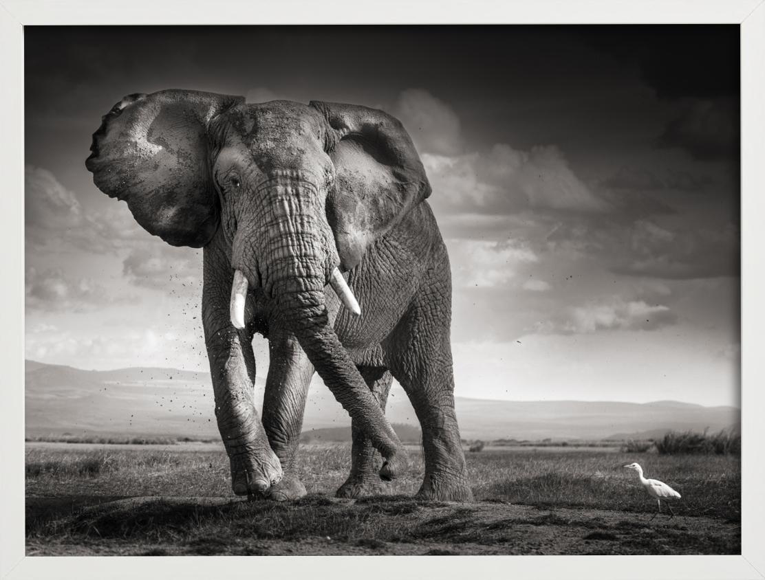 Der Stier und der Vogel – Elefant in der Wüste – Kunstfotografie, 2017 im Angebot 3