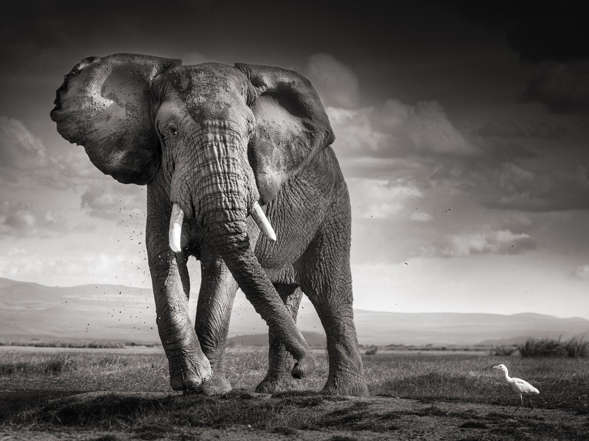 Joachim Schmeisser Black and White Photograph - The Bull and the Bird - elephant in the desert, fine art photography, 2017