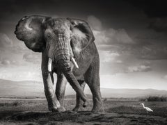 The Bull and the Bird - elephant in the desert, fine art photography, 2017