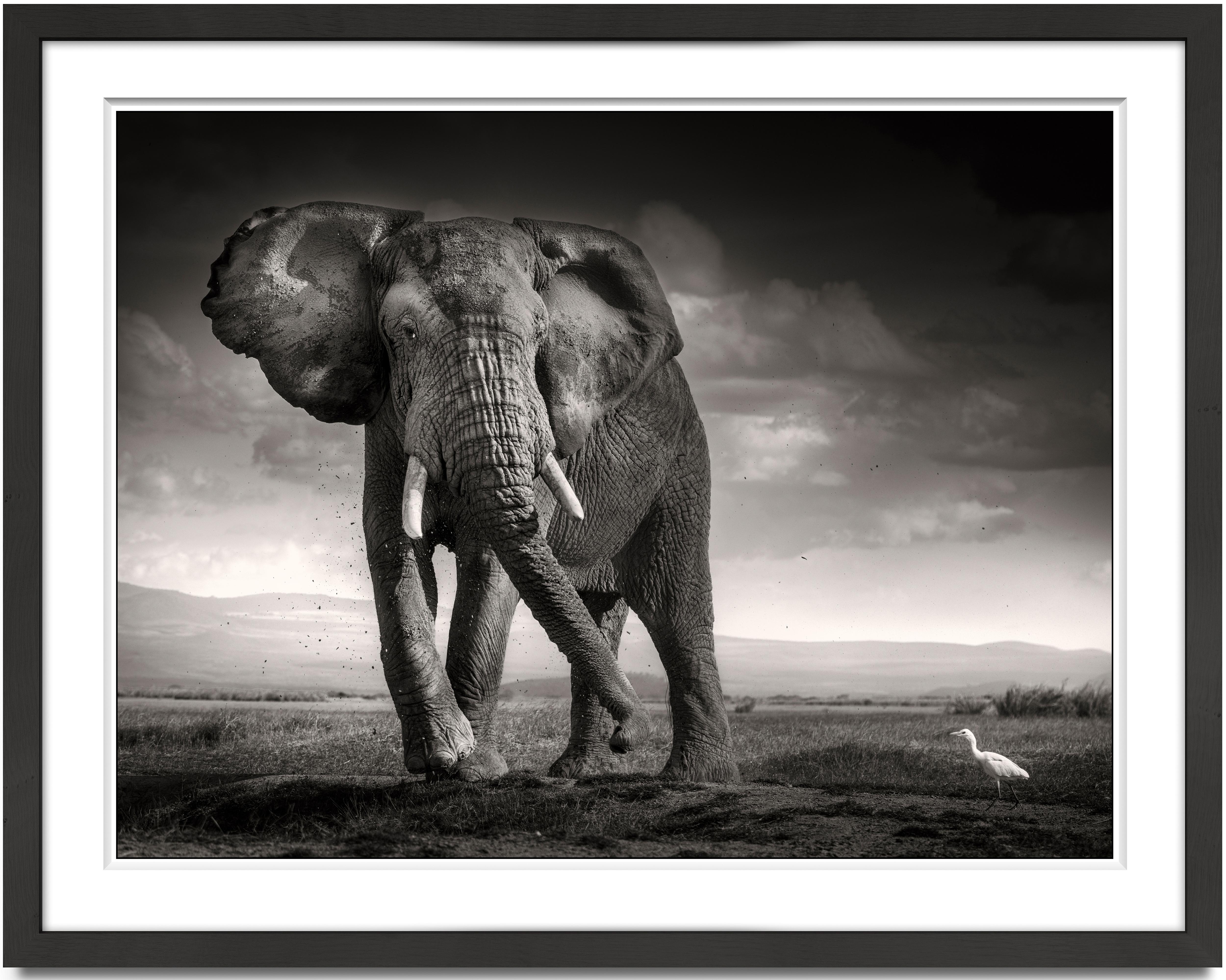 The bull and the bird II, Elephant, animal, black and white photography - Photograph by Joachim Schmeisser