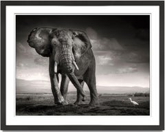 The bull and the bird II, Elephant, animal, black and white photography