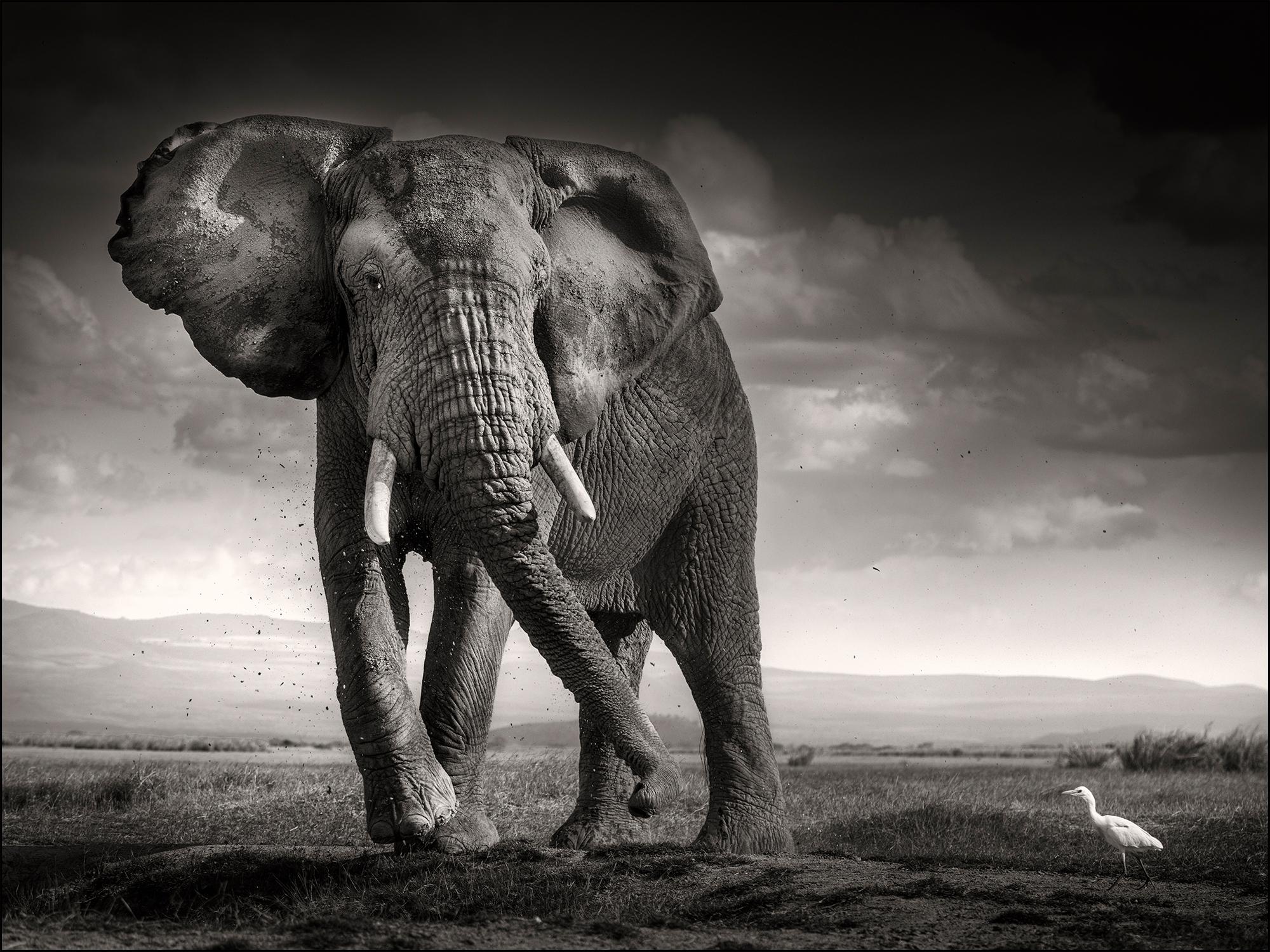 Joachim Schmeisser Landscape Photograph - The bull and the bird II, Elephant, animal, black and white photography