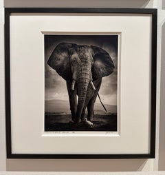 The bull and the bird III, Elephant, animal, Africa, black and white photography
