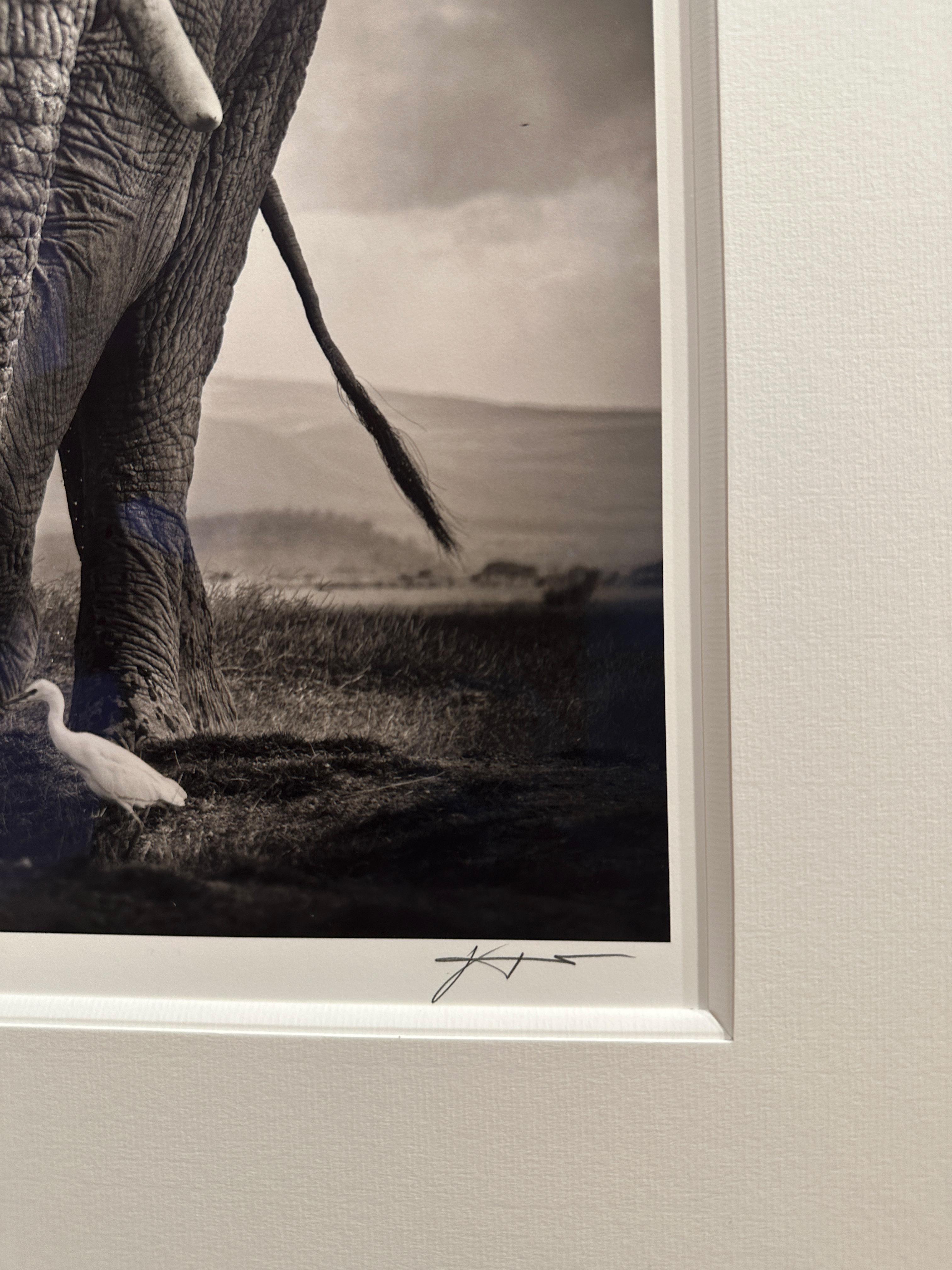 Edition No. 3/12
image size 28,5 x 37,5 cm
signed and numbered
Framed with mat and anti-reflex glass

This majestic elephant bull with an egret.

Joachim Schmeisser is represented by leading Galleries worldwide. His photographs are among the most
