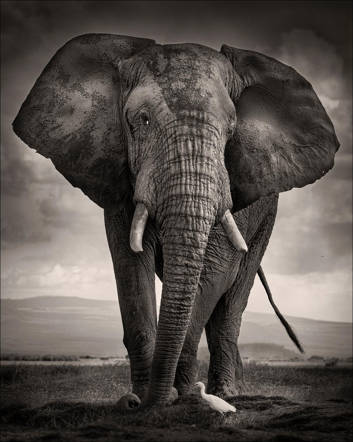 Joachim Schmeisser Portrait Photograph - The bull and the bird III, Elephant, animal, Africa, black and white photography