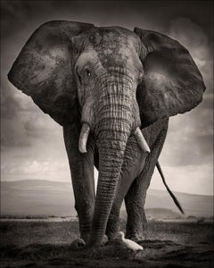 The bull and the bird III, Elephant, animal, Africa, black and white photography