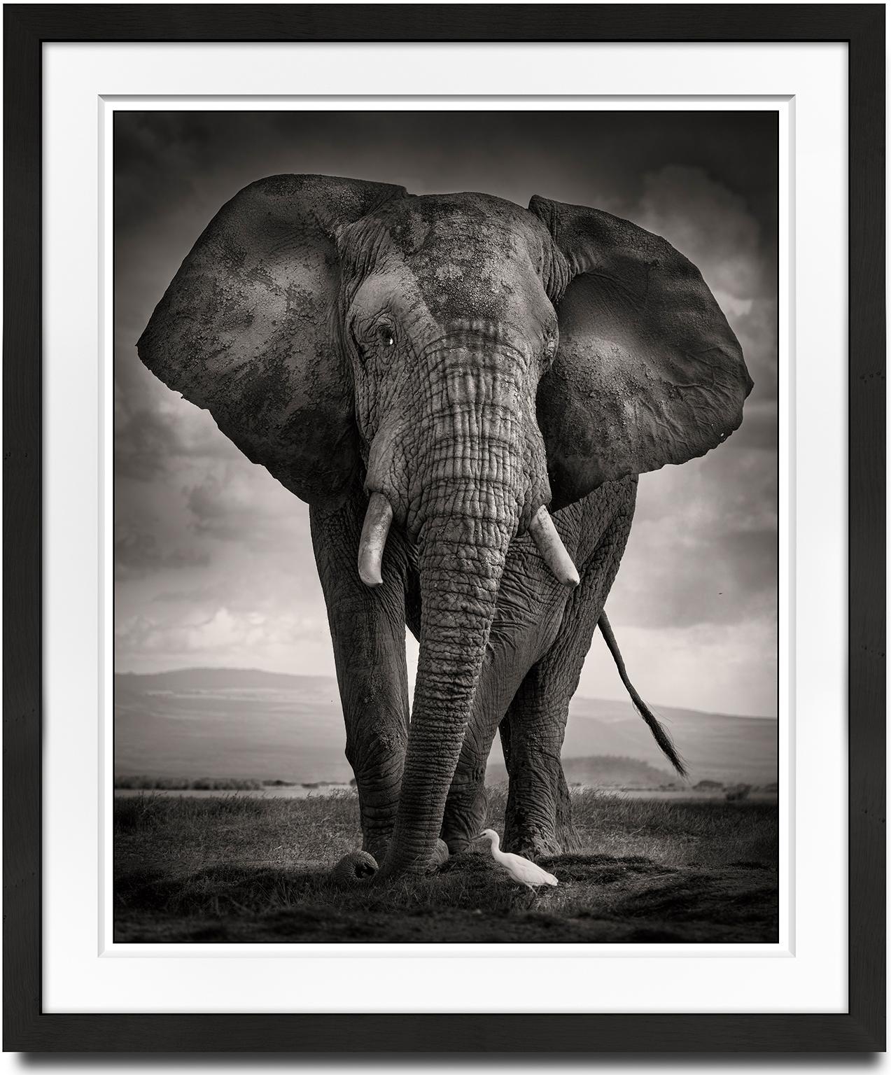 The Bull and the Bird III, animal, elephant, black and white photography - Photograph by Joachim Schmeisser