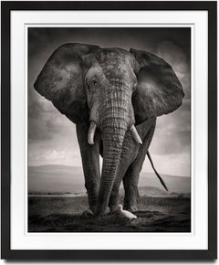 The Bull and the Bird III, animal, elephant, black and white photography