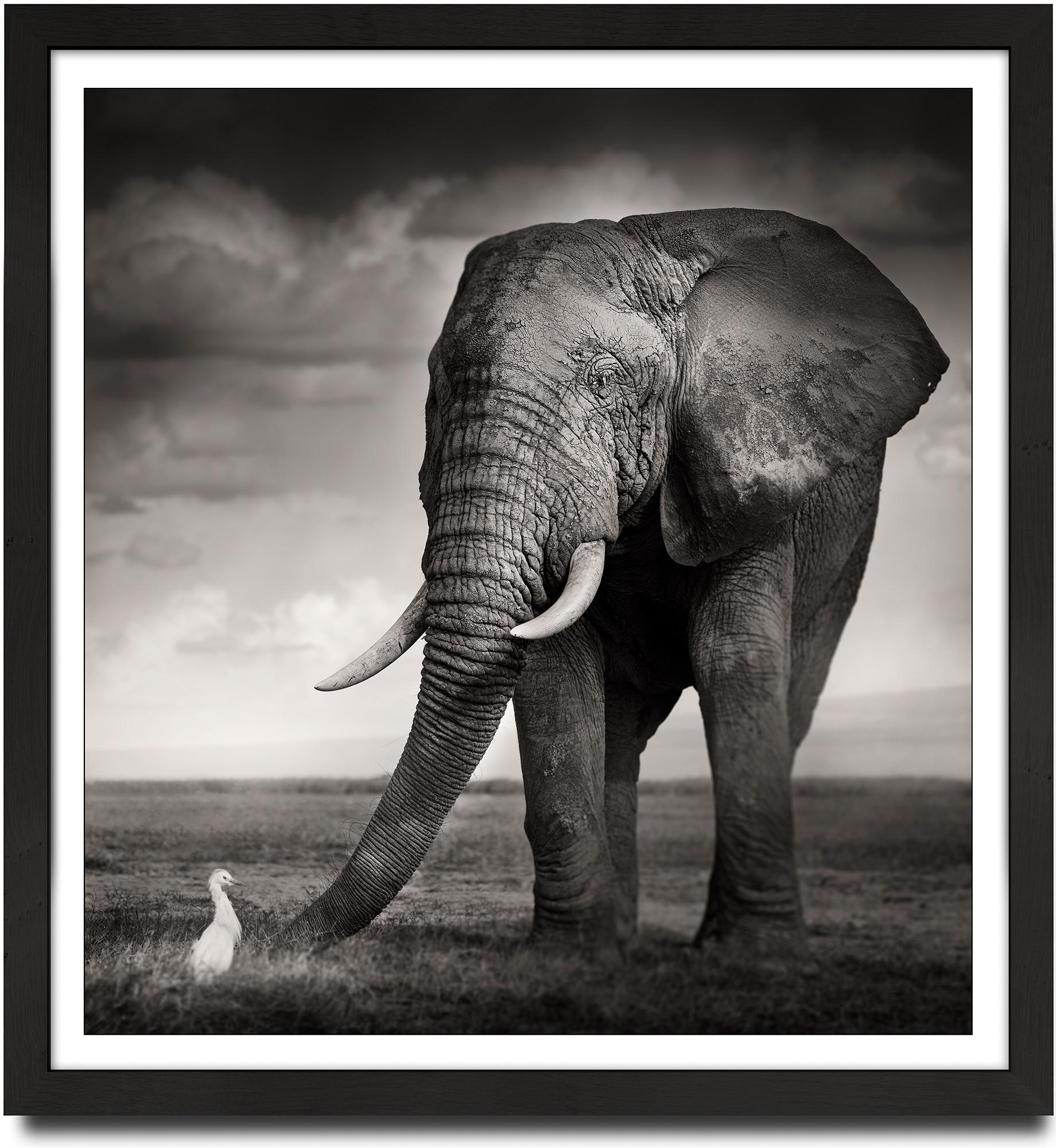 The Bull and the Bird, animal, wildlife, black and white photography, elephant - Photograph by Joachim Schmeisser