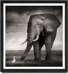 The Bull and the Bird, animal, wildlife, black and white photography, elephant