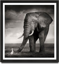 The Bull and the Bird, Kenya, Elephant, wildlife, b&w photography