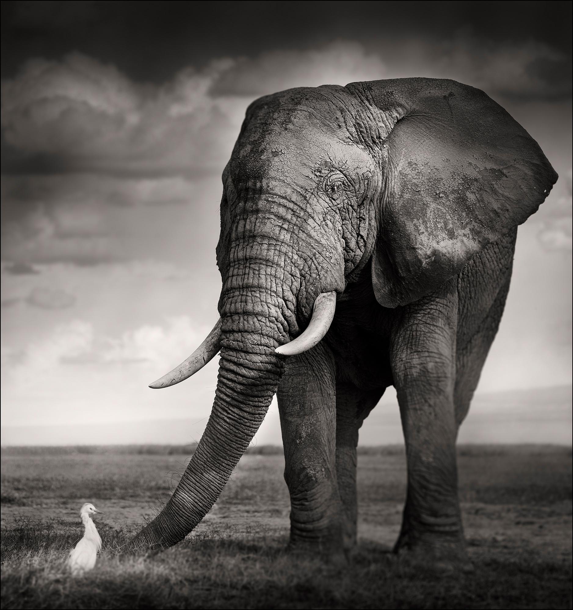 Joachim Schmeisser Black and White Photograph - The Bull and the Bird, animal, wildlife, black and white photography, elephant