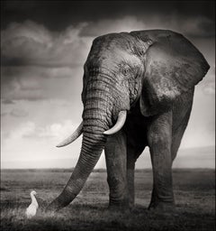 Der Stier und der Vogel, Tier, Tierwelt, Schwarz-Weiß-Fotografie, Elefant