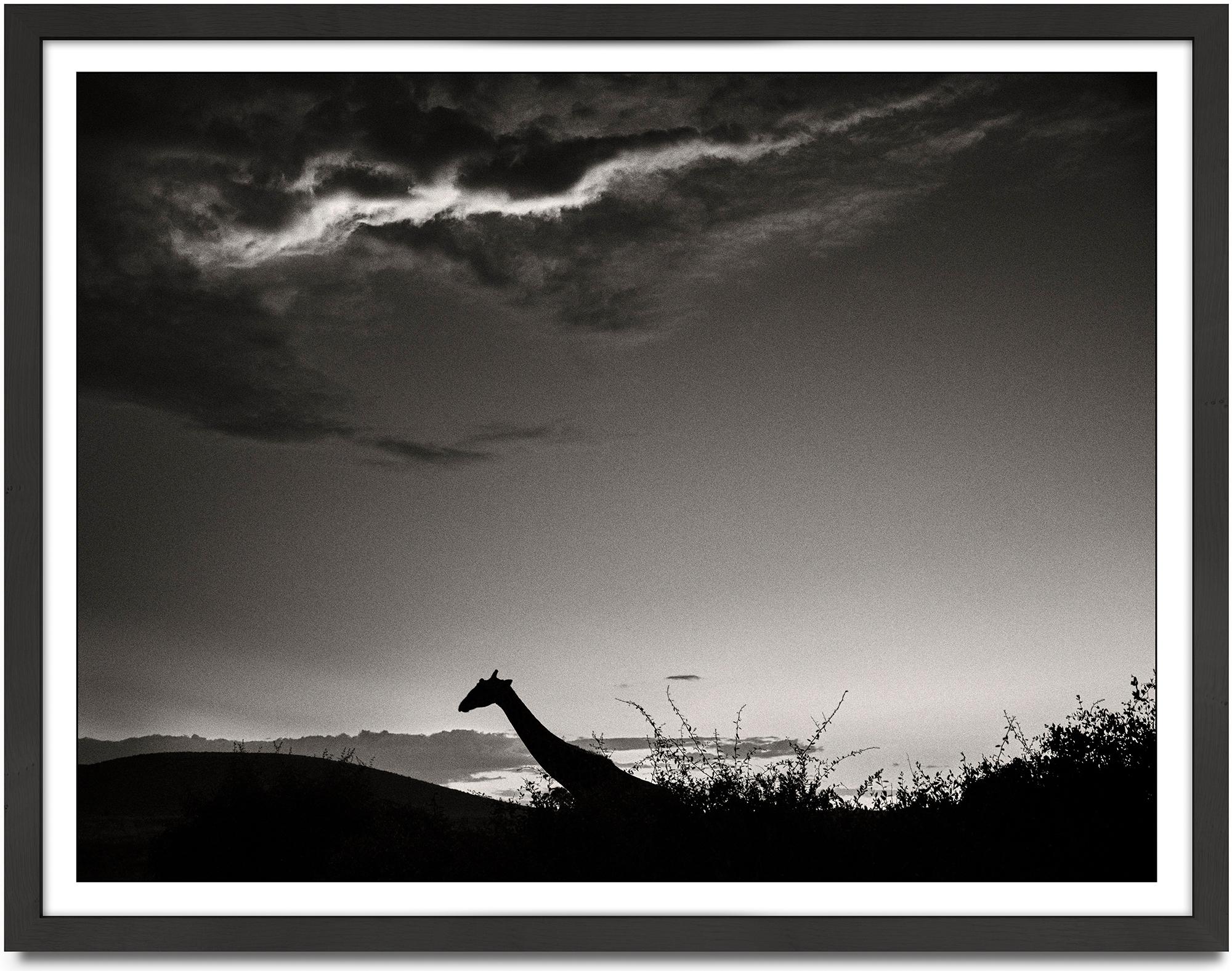 Der dunkle Ritter, Tier, Tierwelt, Schwarz-Weiß-Fotografie, Giraffen – Photograph von Joachim Schmeisser