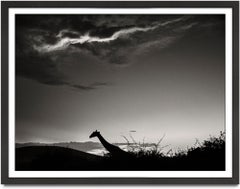 The dark Knight, Kenya 2019, Giraffe, wildlife, b&w photography