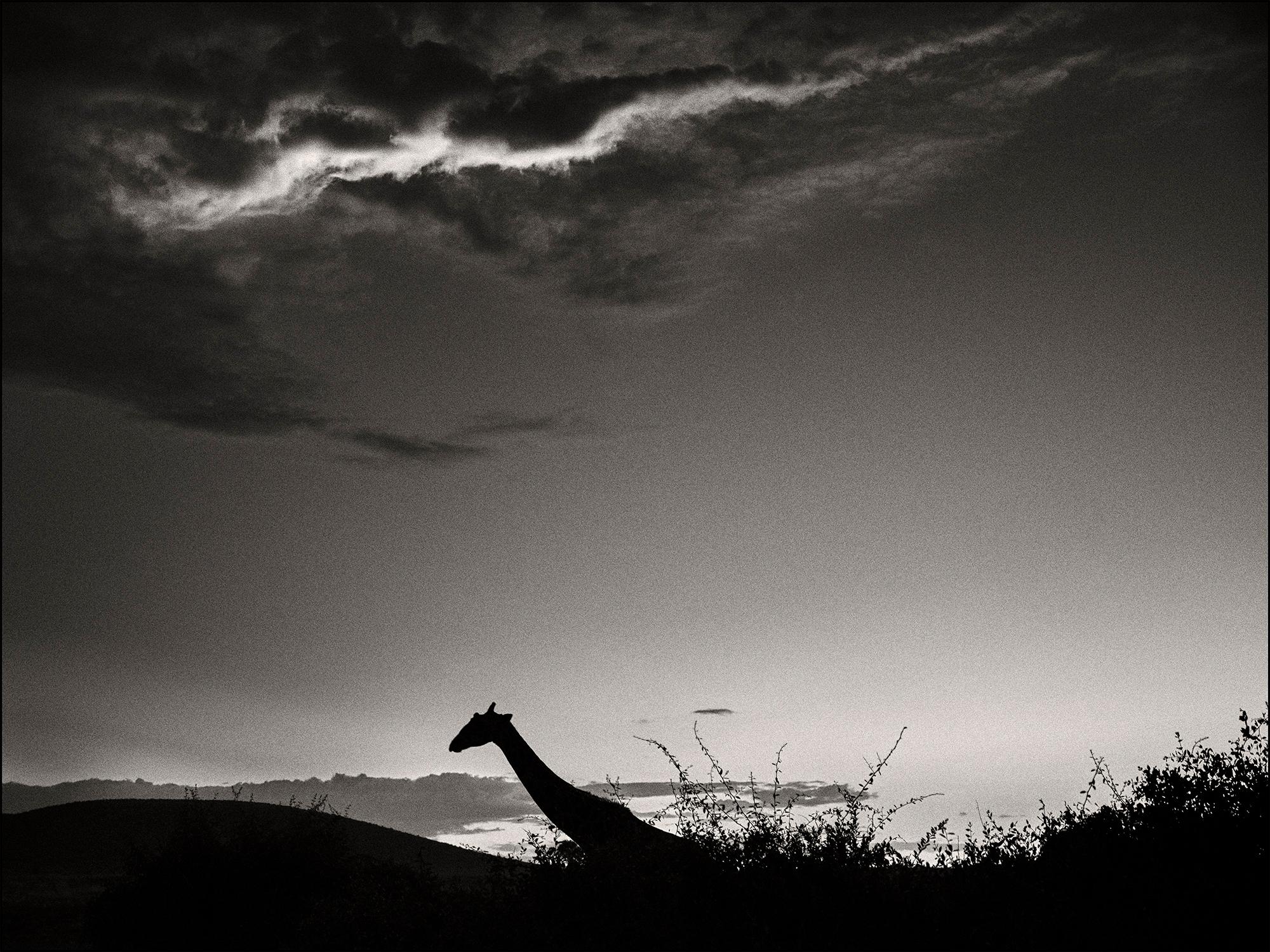 Joachim Schmeisser Landscape Photograph - The dark Knight, animal, wildlife, black and white photography, Giraffe
