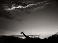 Le chevalier sombre, animal, faune sauvage, photographie en noir et blanc, girafe