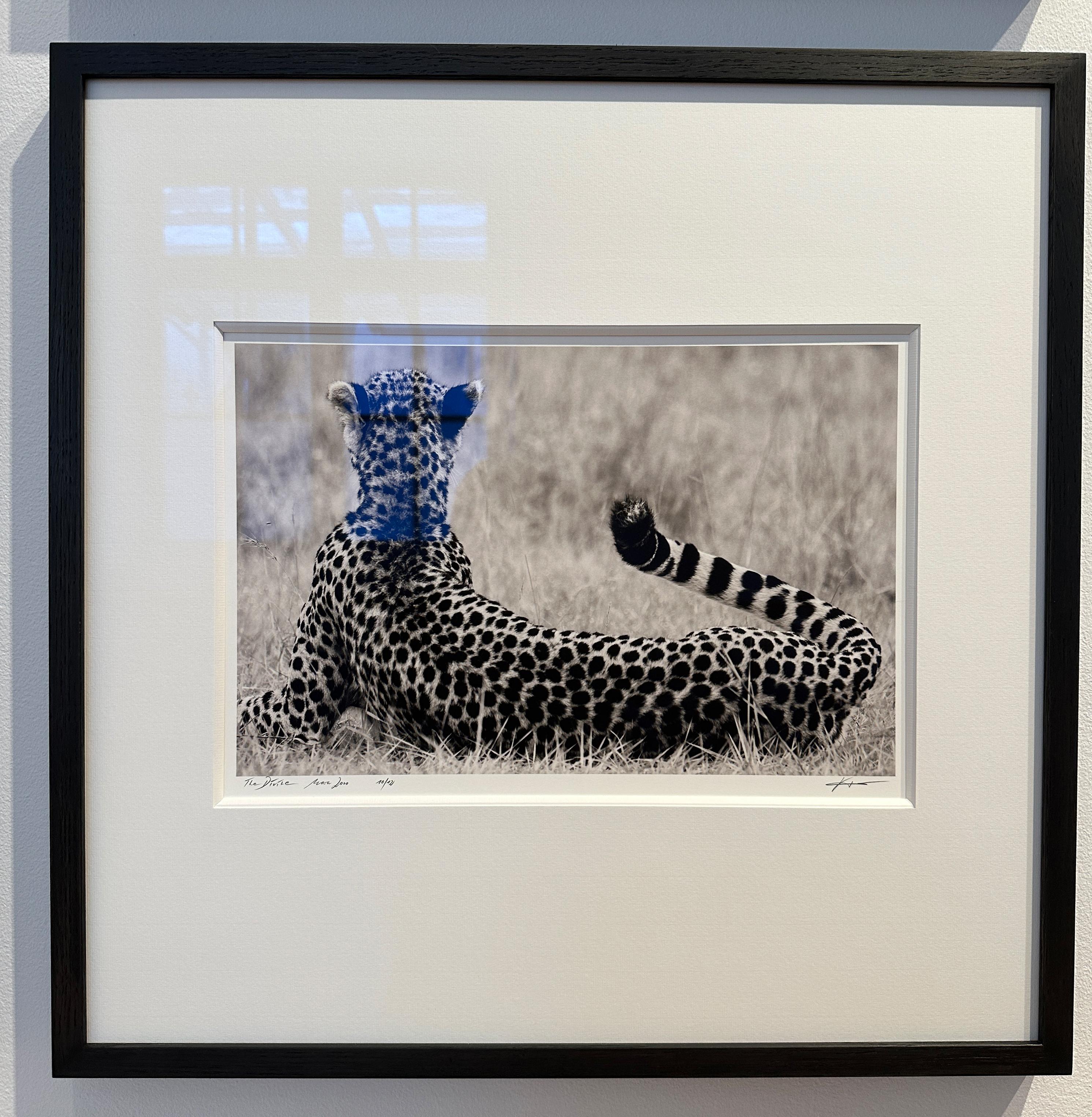 Le Divine, photographie d'animaux, noir et blanc, guépard, Afrique - Photograph de Joachim Schmeisser