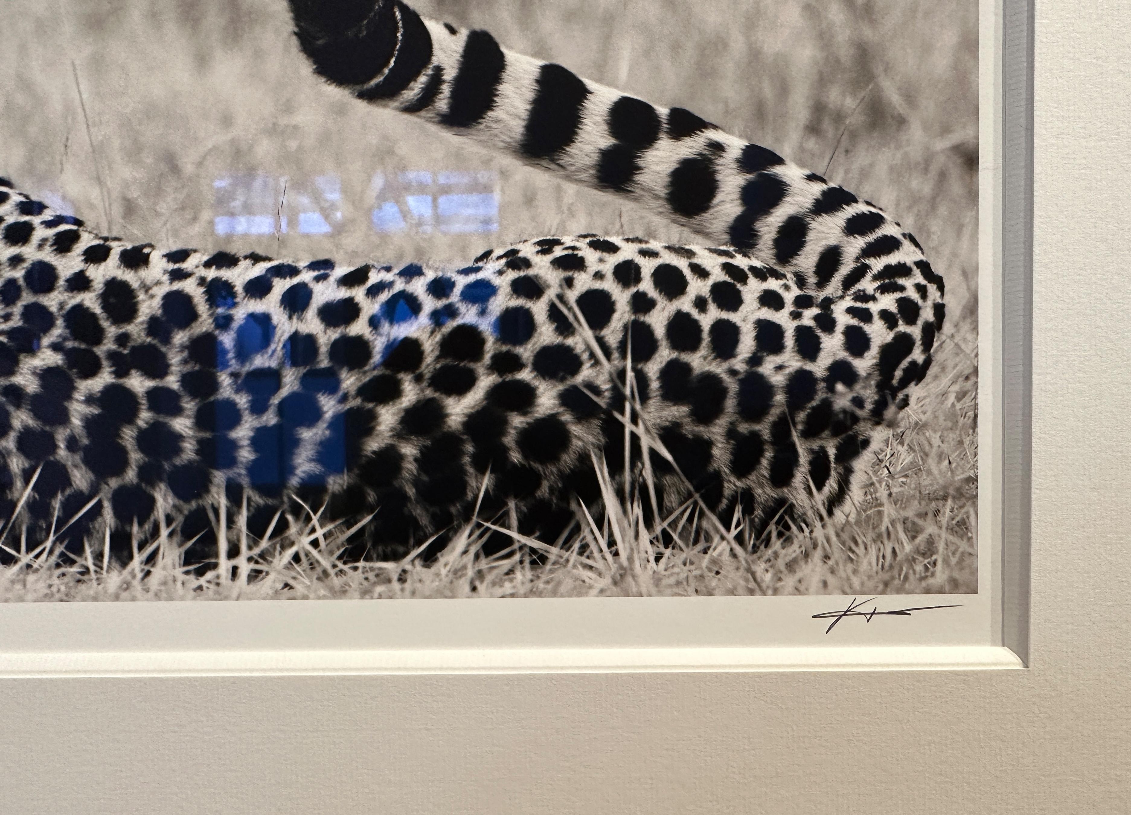 Edition No. 10/12
image size 37,6 x 24,6 cm
signed and numbered
Framed with mat and anti-reflex glass

A beautiful portrait of a cheetah lying in the savannah

Joachim Schmeisser is represented by leading Galleries worldwide. His photographs are