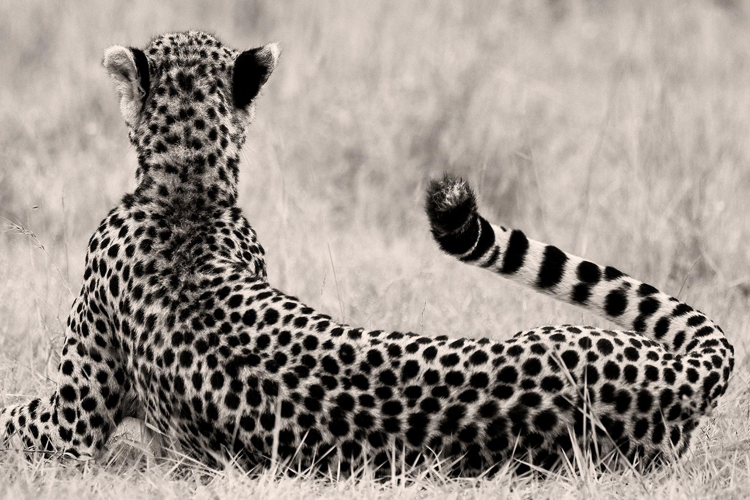 Portrait Photograph Joachim Schmeisser - Le Divine, photographie d'animaux, noir et blanc, guépard, Afrique