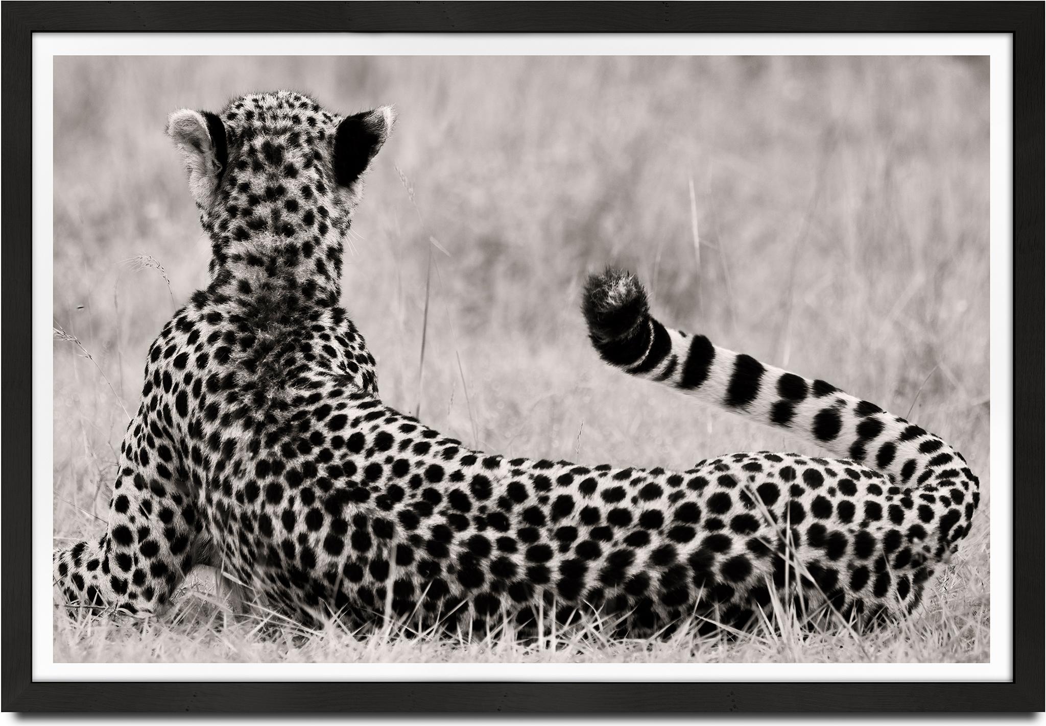 Black and White Photograph de Joachim Schmeisser - El Divino, Guepardo, Fotografía en blanco y negro, África, Retrato, Vida salvaje
