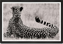 The Divine, Cheetah, black and hwite photography, Africa, Portrait, Wildlife