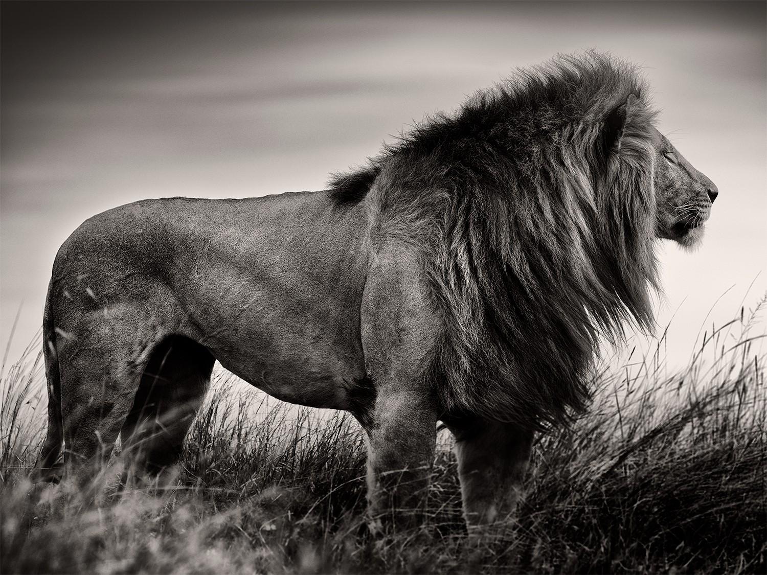 Joachim Schmeisser Still-Life Photograph – Der König II. – Löwe in der Wildnis, der durch das Gras nach der Seite blickt