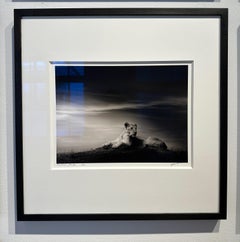The Lioness, Lion, black and white photography, Africa, Portrait, Wildlife