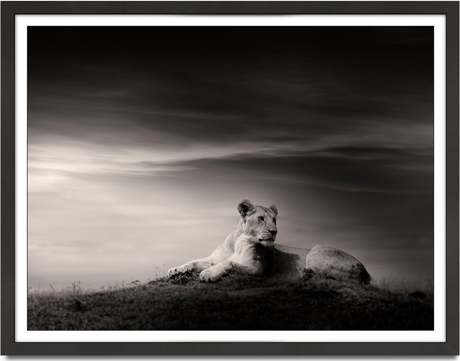 The Lioness, Lion, black and white photography, Africa, Portrait, Wildlife - Photograph by Joachim Schmeisser