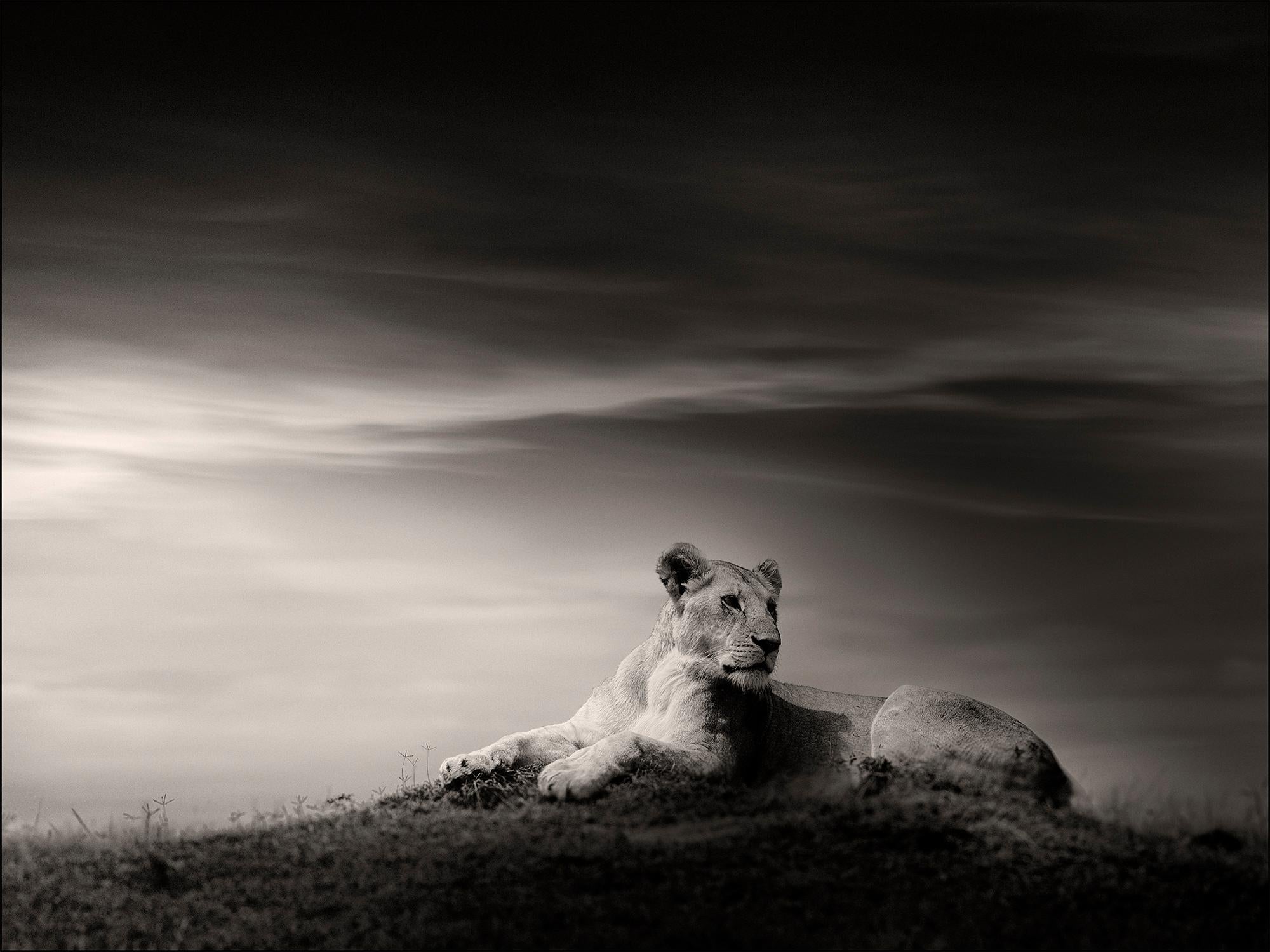 The Lioness, Lion, blackandhwite photography, Africa, Portrait, Wildlife