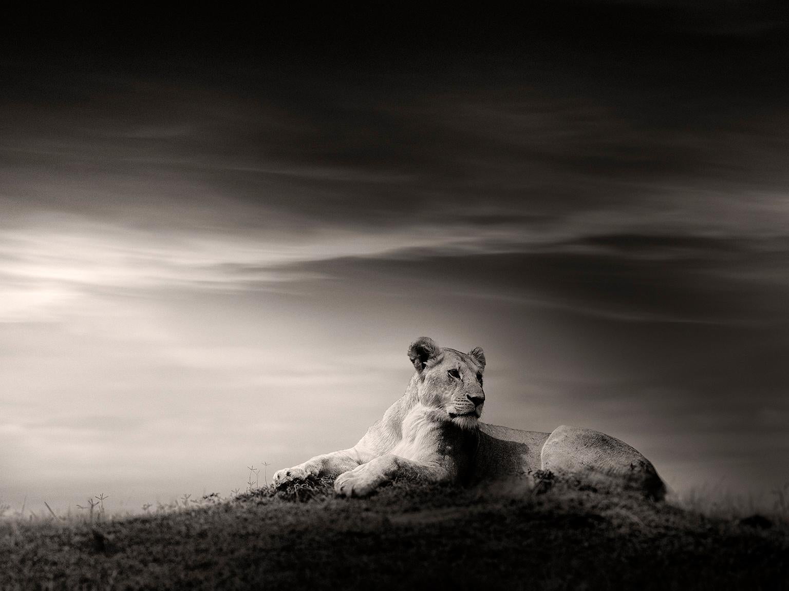 Portrait Photograph de Joachim Schmeisser - La Leona, León, fotografía en blanco y negro, África, Retrato, Vida salvaje