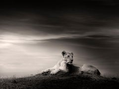 The Lioness, Lion, black and white photography, Africa, Portrait, Wildlife